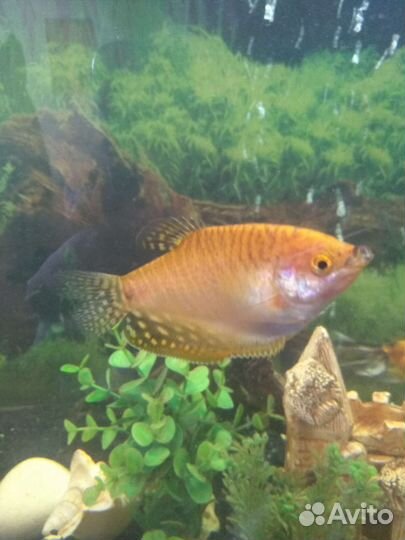 Рыбки Гурами, золотая, мраморная, жемчужная