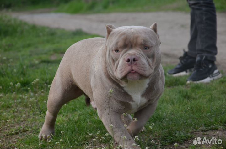 Американский булли