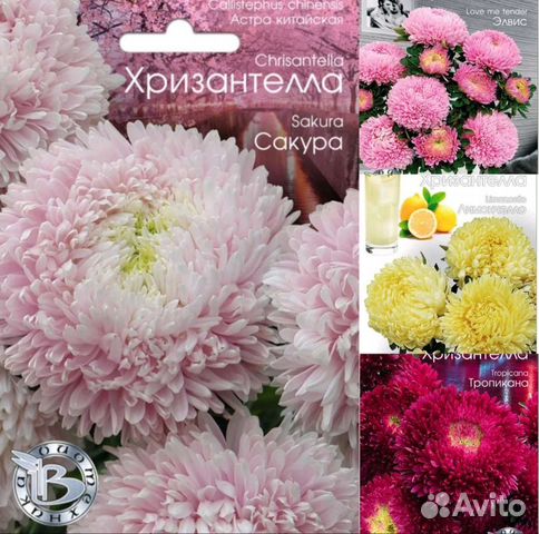 Рассада цветов