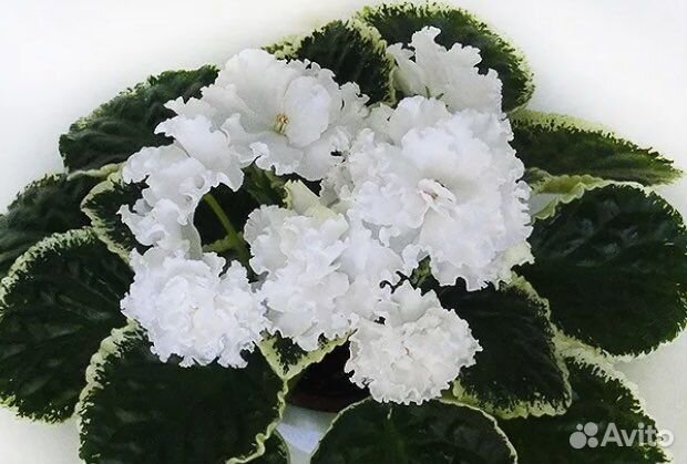 Фиалки сортовые пестролистники