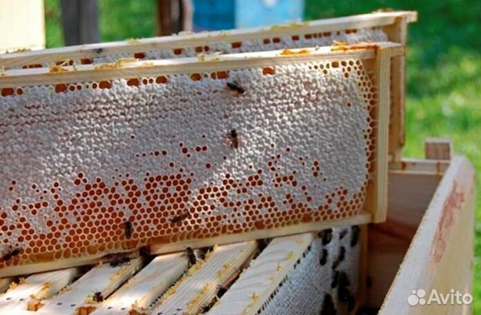 Мёд натуральный с Алтая опт от 16 кг