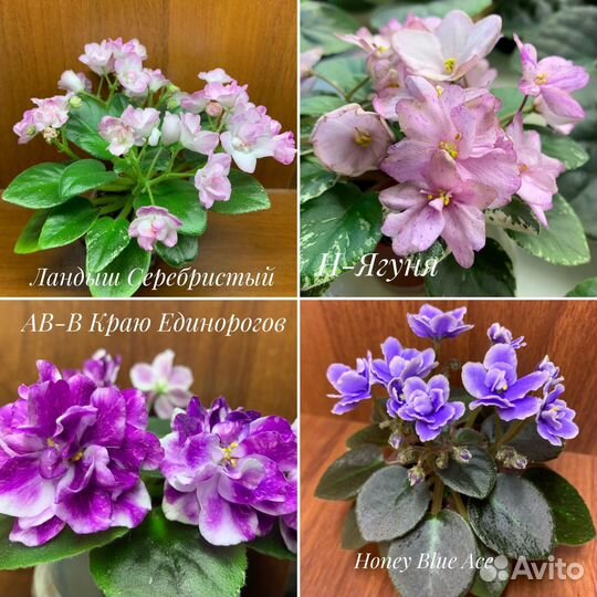 Фиалки мини