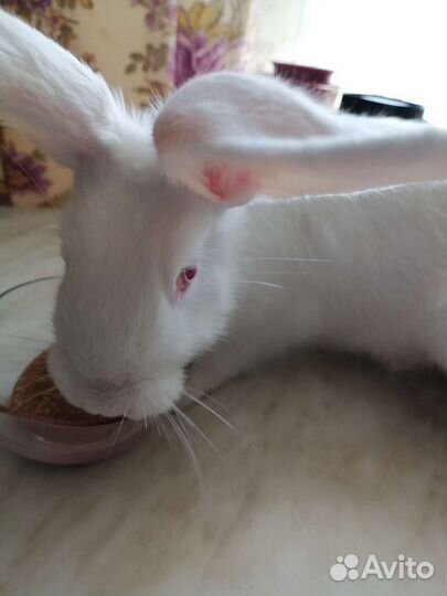 Кролик панон