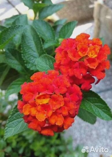 Лантана с бутонами