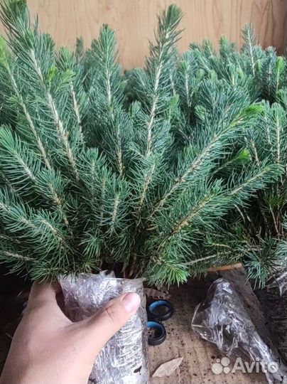 Ель голубая саженцы / опт