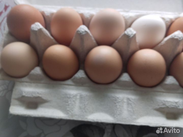 Яйцо домашнее
