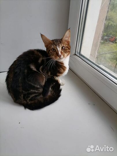 Котик метис