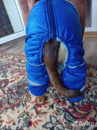 Костюм для собаки