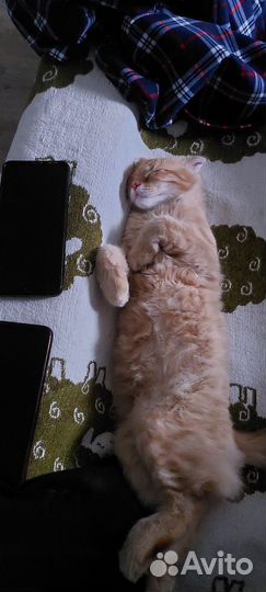 Шотландский кот на вязку