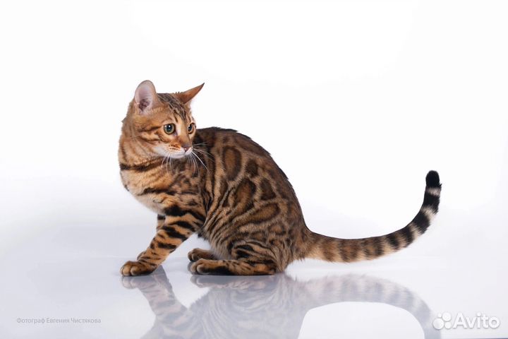 Бенгальская кошка