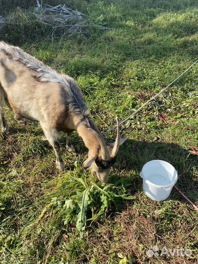 Коза дойная