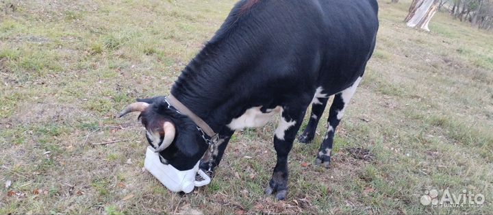 Быки на мясо