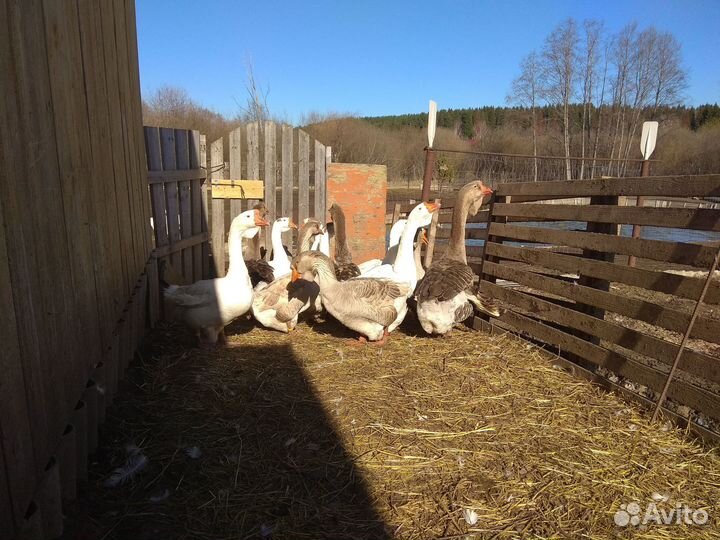Гуси живым весом
