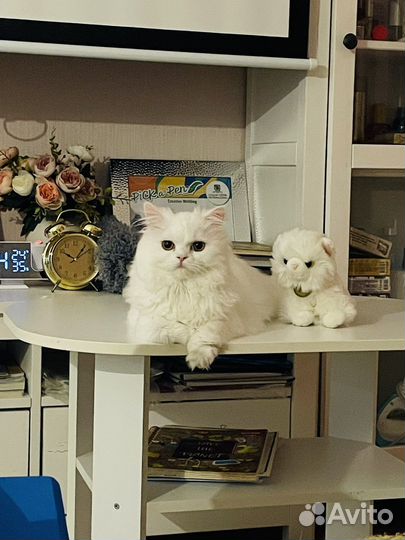 Персидский котик на вязку