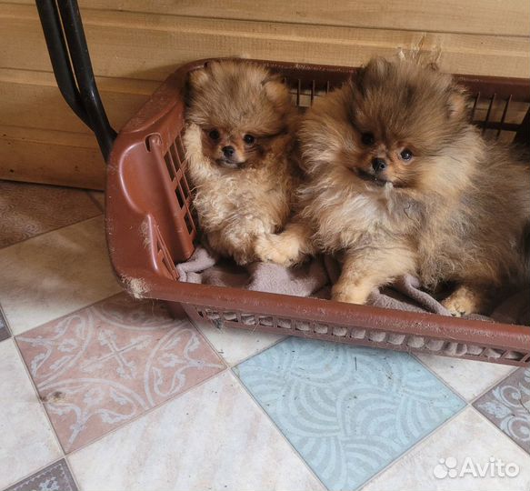 Щенки померанского шпица