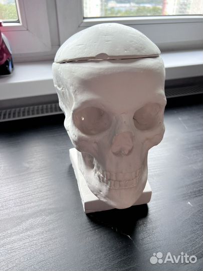 Череп из гипса