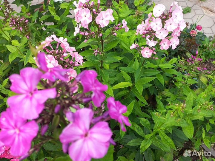 Флоксы многолетние