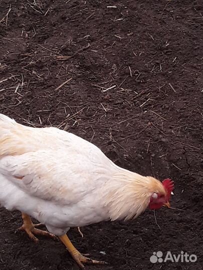 Петухи молодые