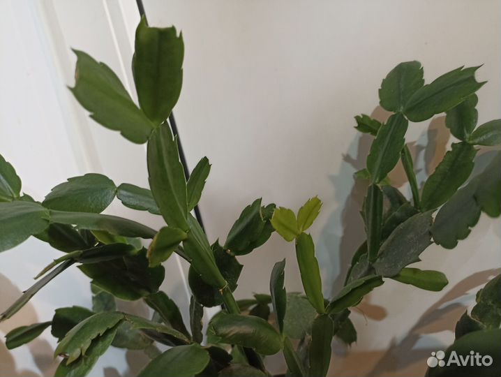 Декабристы