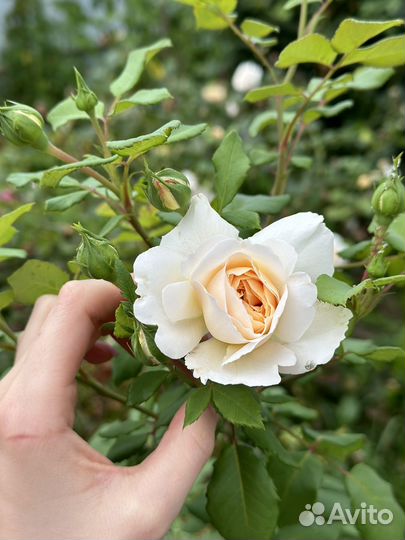 Саженцы сортовых роз