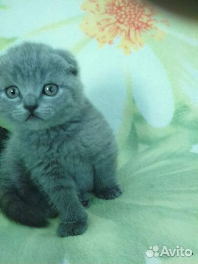 Шотландский вислоухий кот вязка