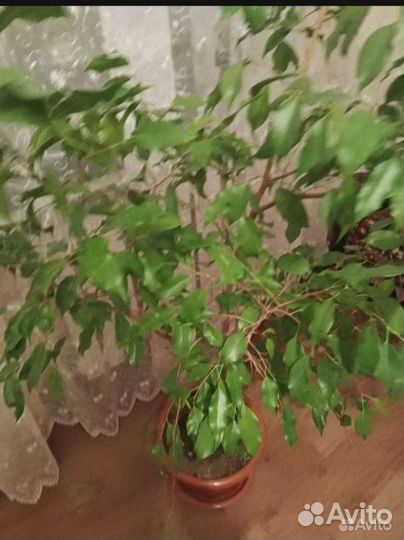 Комнатные цветы Фикус и драцена