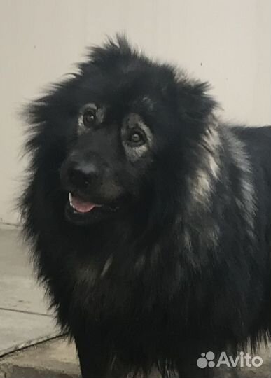 Собака в добрые руки отдам бесплатно