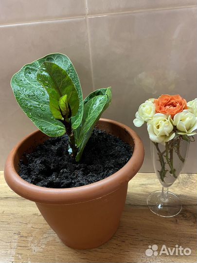 Фикус Лерато бамбино