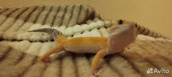 Эублефар гипо танжерин