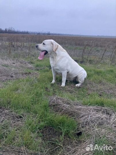 Лабрадор для вязки
