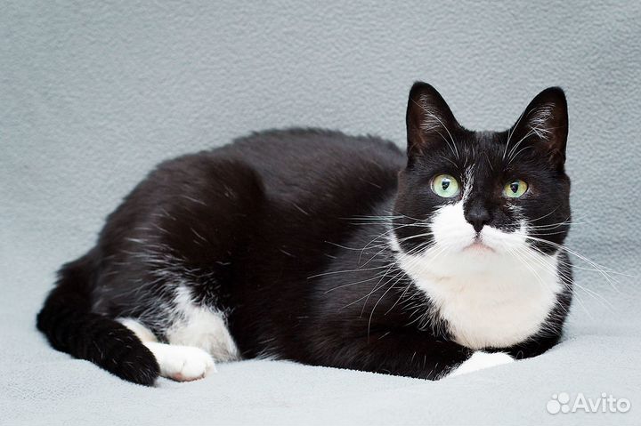 Очаровательная черно-белая кошечка Мила в дар