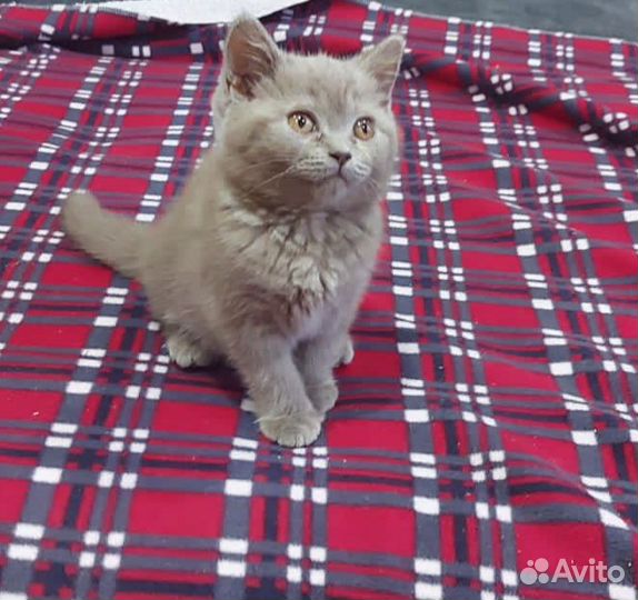 Британская кошка