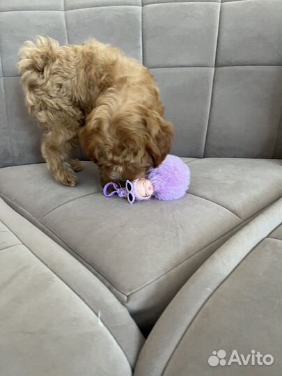 Щенки мальтипу