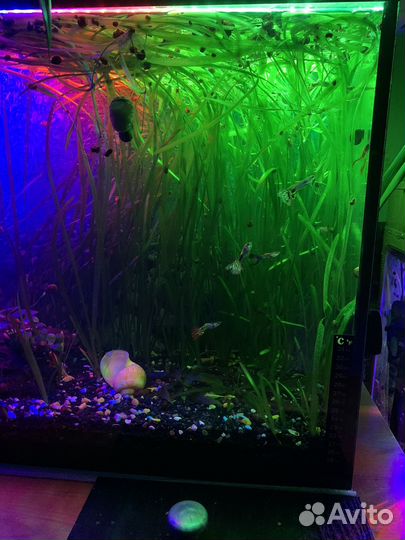 Аквариумное растение