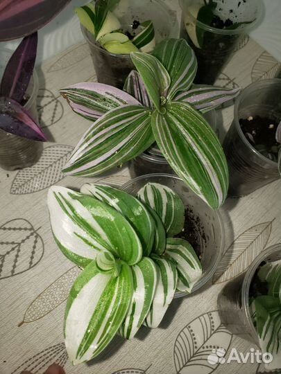 Традесканции