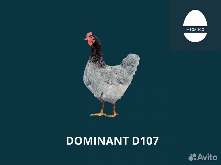 Инкубационное яйцо Доминант