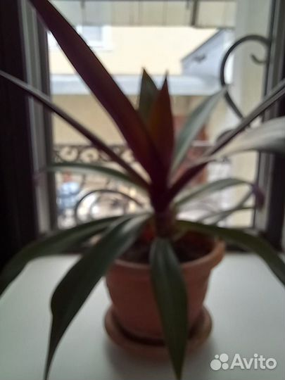 Комнатные растения цветы