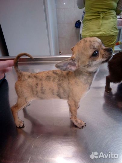 Вязка кобель чихуахуа г/ш тигр