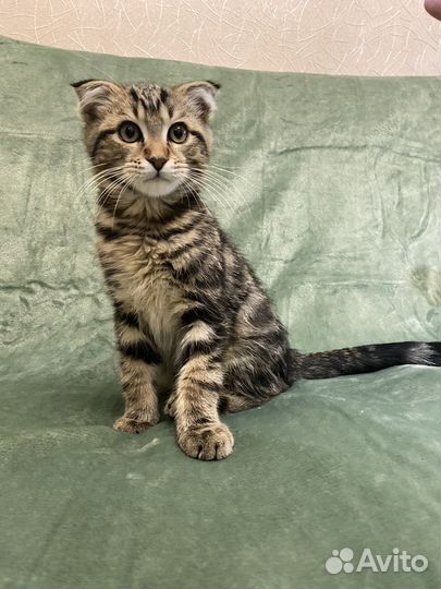 Котенок-мальчик