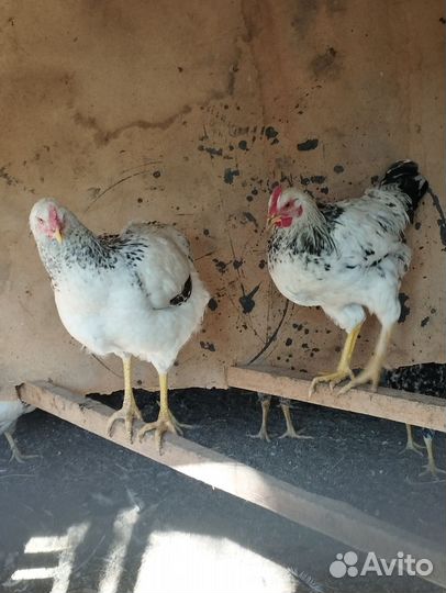 Петухи породистые