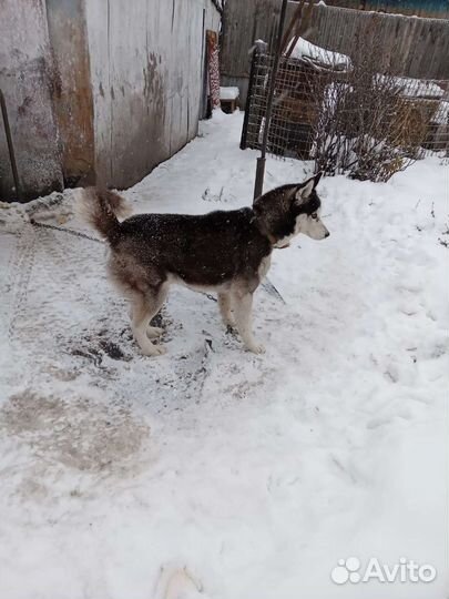 Сибирский хаски