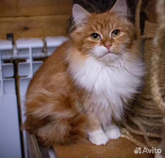 Рыжая кошка бесплатно