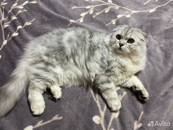 Кот для вязки