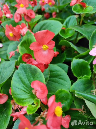 Пищевые цветы Бегония