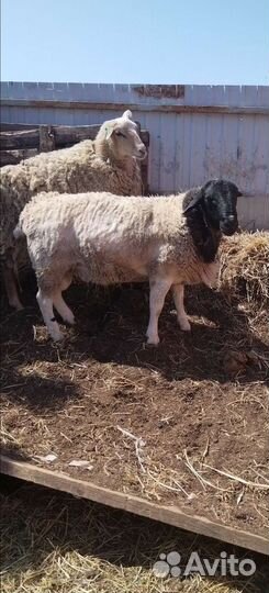 Овцы бараны