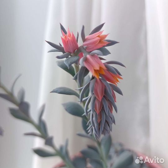 Экзотическое редкое растение