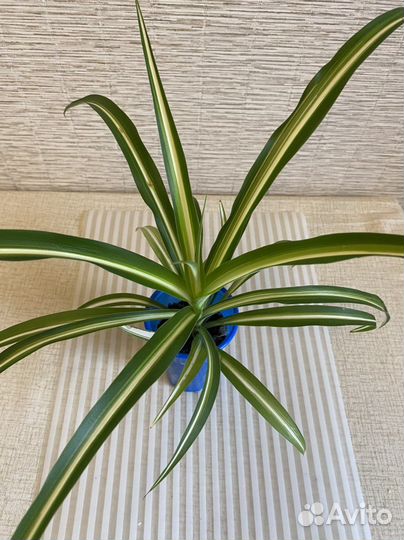 Хлорофитумы