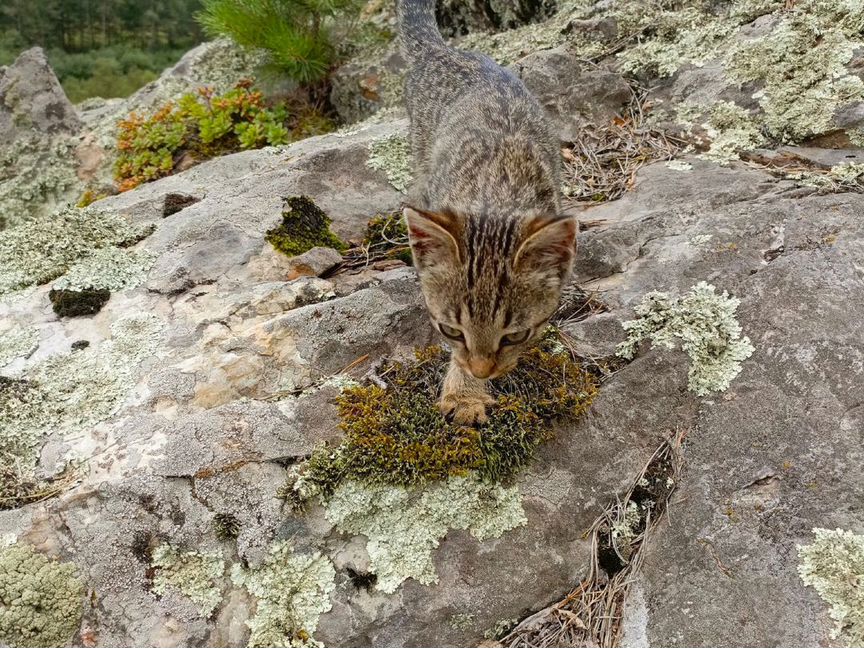 Котенок по имени Уральский барс