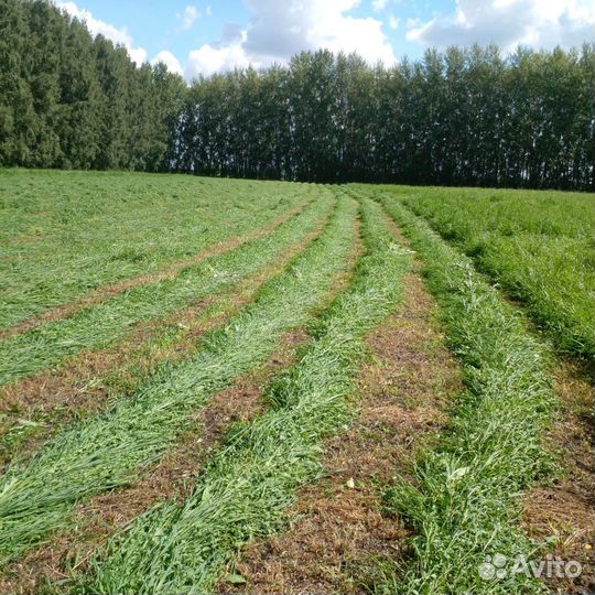 Сено люцерны в рулонах 350-400 кг