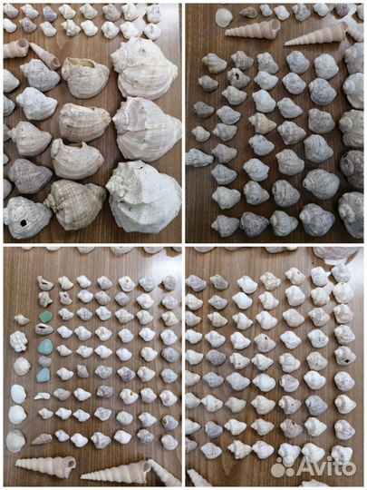 Ракушки для аквариума
